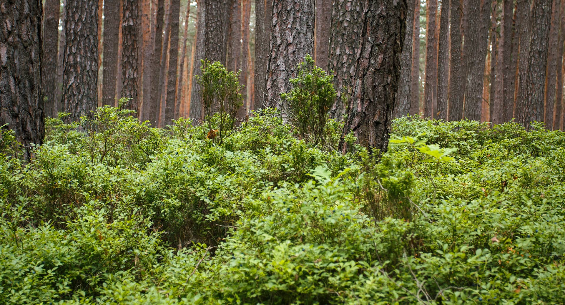 Waldboden im Kiefernwald bei Nürnberg mit einem Dickicht aus saftig grünen Heidelbeersträuchern im Juni