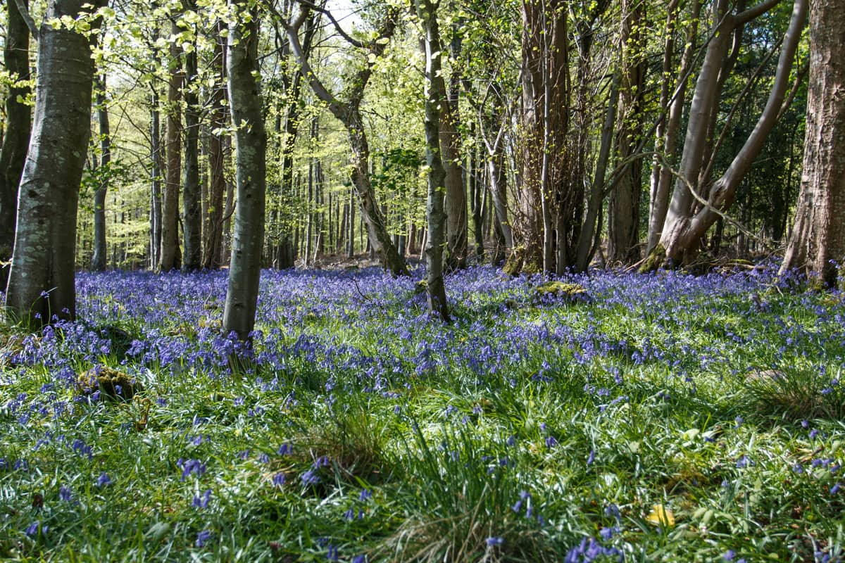 Im Killarney National Park am Ring of Kerry blühen im Mai die Bluebells und bilden einen lila-blauen Blütenteppich im Wald