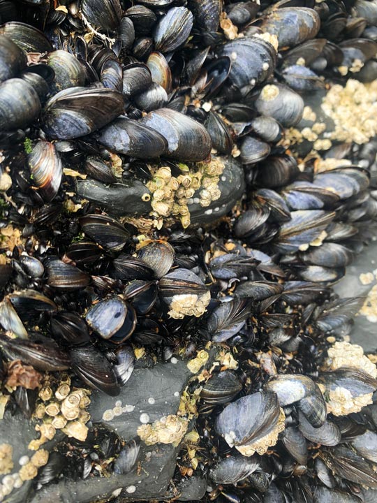 Schwarze Miesmuscheln am Strand in Irland