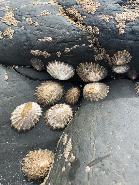 Muscheln und Steine am Strand auf dem Wild Atlantic Way