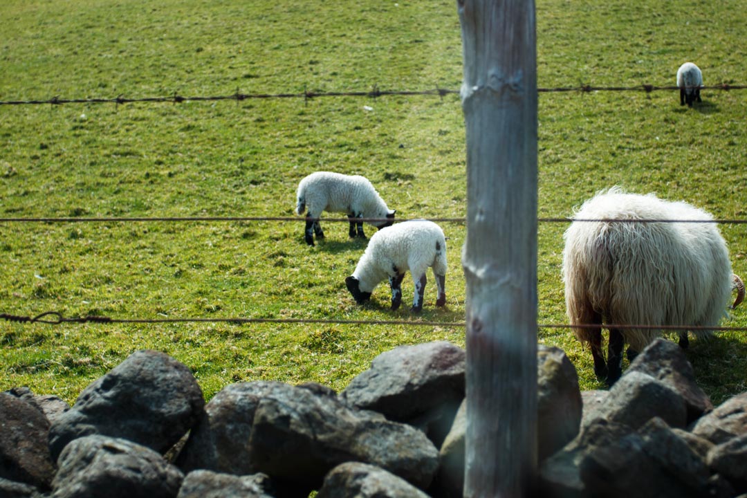 Irland ist wirklich eine grüne Insel mit saftigen Weiden, ganz vielen Schafen und Lämmern