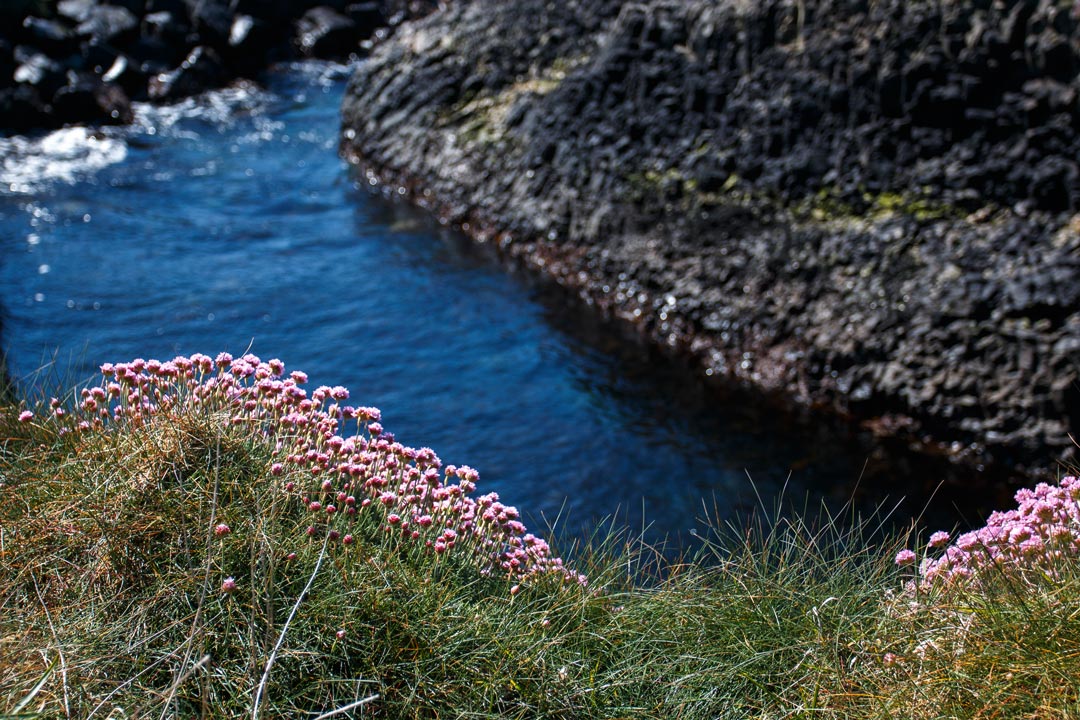 Kleine rosa Blumen wachsen überall auf den Klippen in Irland am Wild Atlantic Way