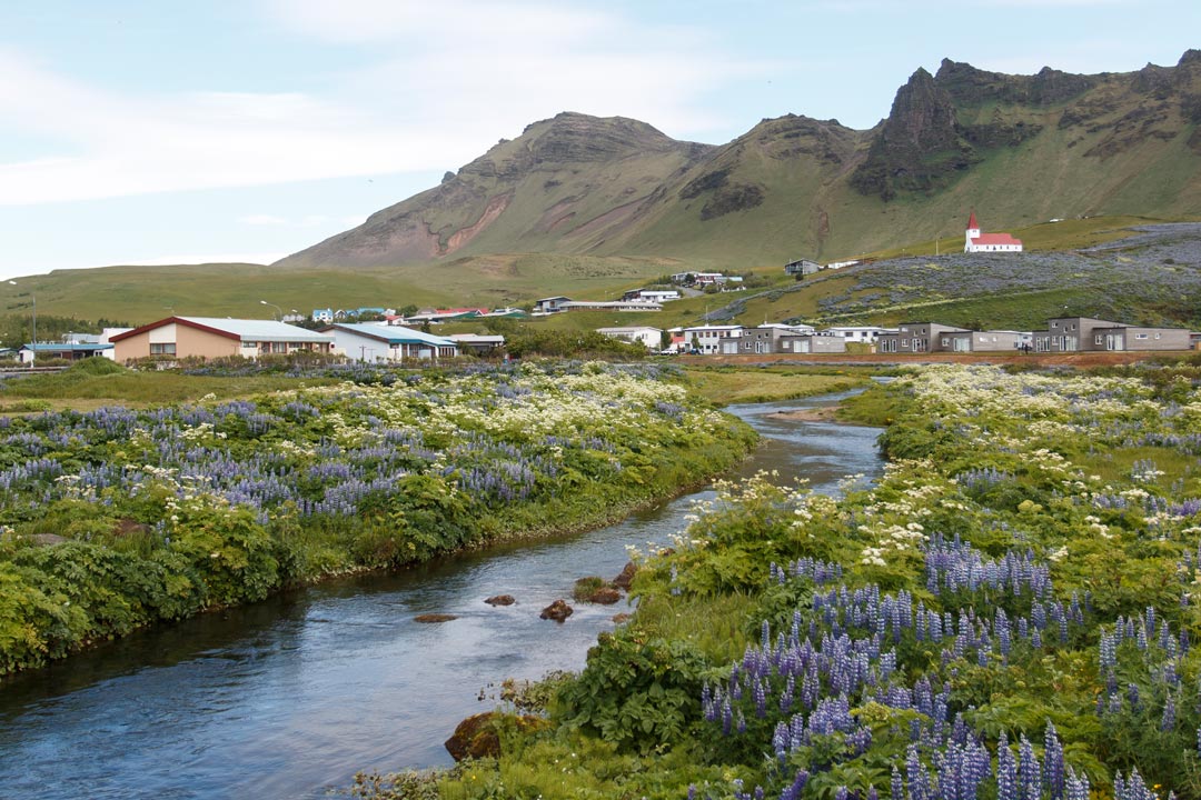 Im isländischen Sommer blühen die Lupinen rund um Vík í Mýrdal und gelten als Highlight, das direkt an der Ringstraße liegt