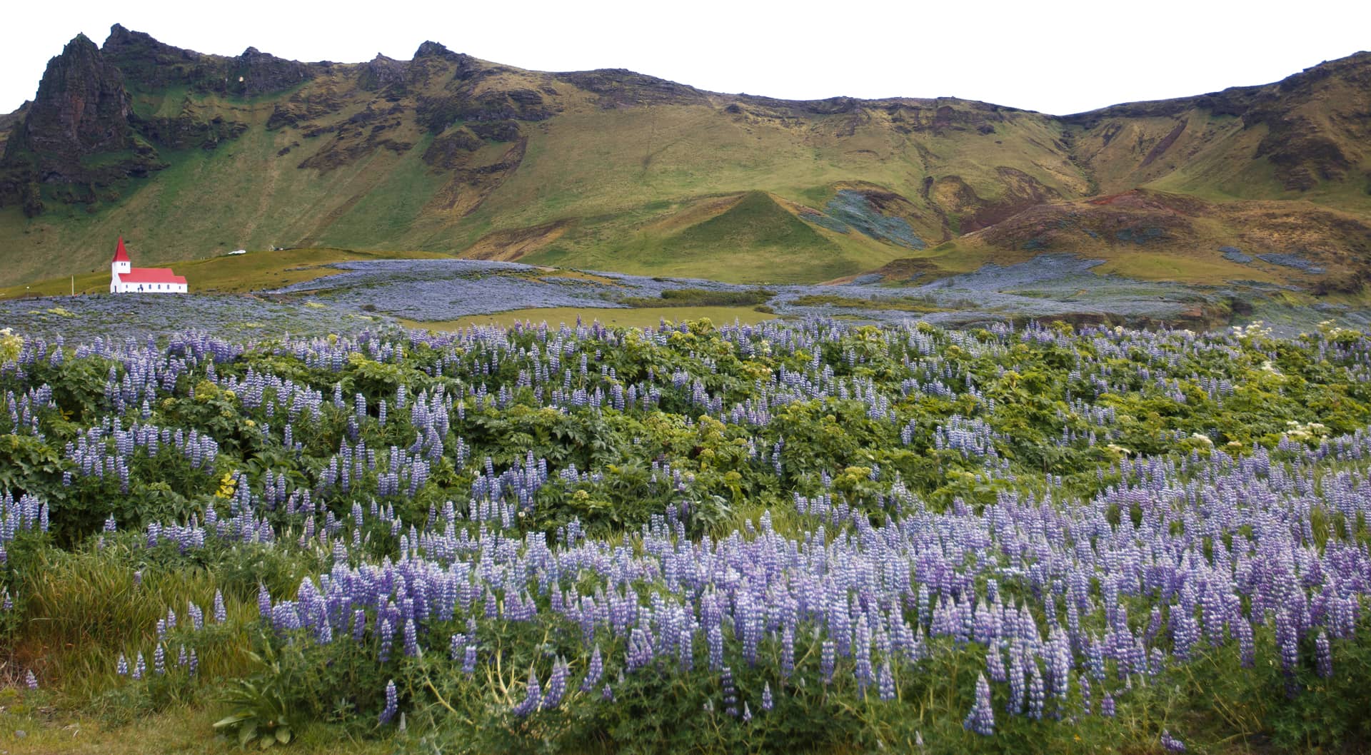 Im Sommer verwandeln endlose Lupinenfelder das südlichste Dorf Islands Vík í Mýrdal in ein blau-violettes Blütenmeer