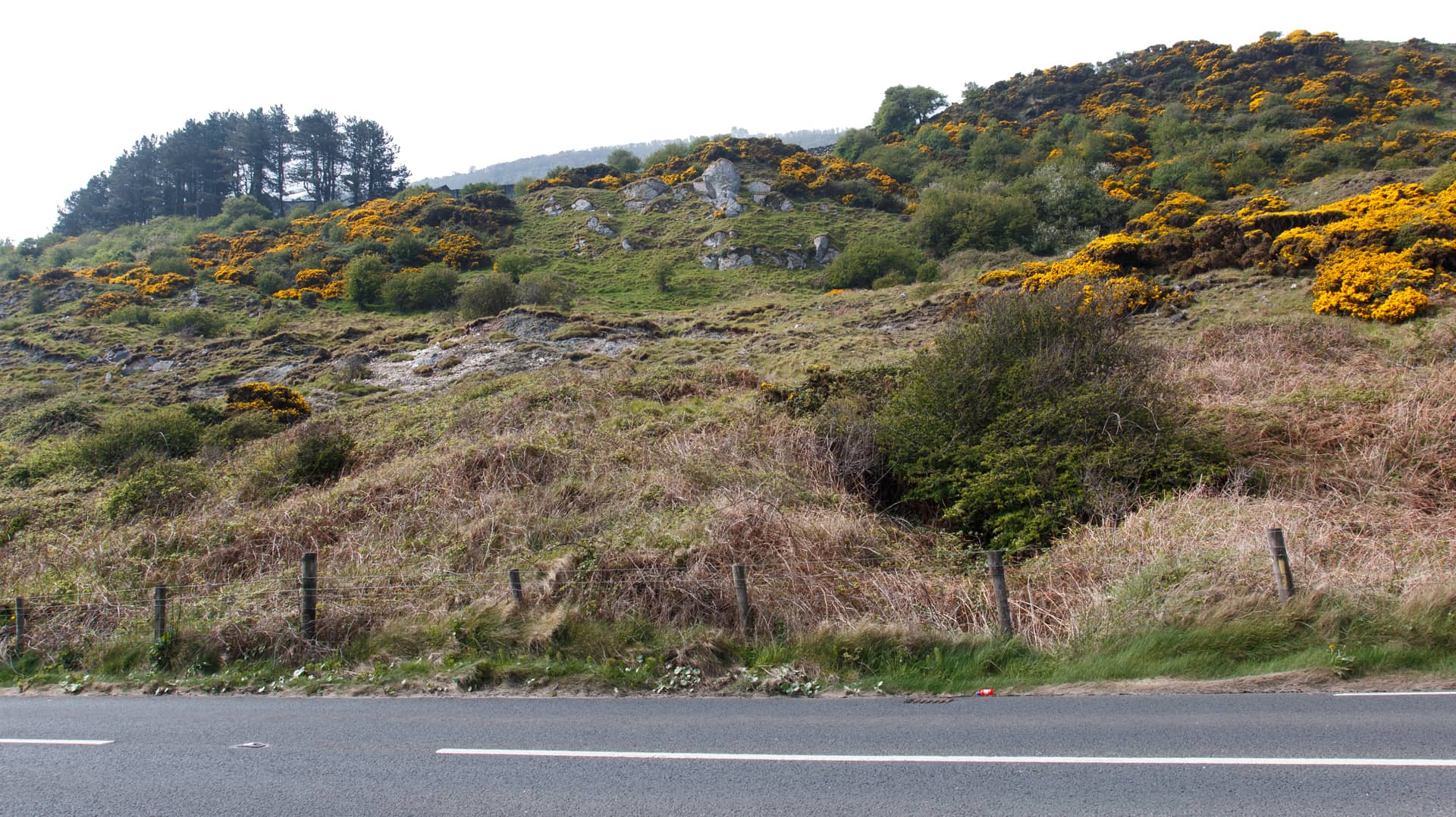 Gelber Ginster blüht an der Causeway Coastal Route, Nordirlands ikonischer Panoramastraße an der zerklüfteten Küste 