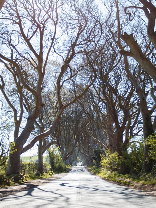 Die Buchenallee The Dark Hedges wurde als Drehort von Game of Thrones berühmt und ist ein Highlight auf der Nordirland Reise